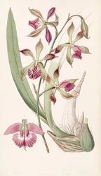 Encyclia plicata (jako syn. Epidendrum plicatum)